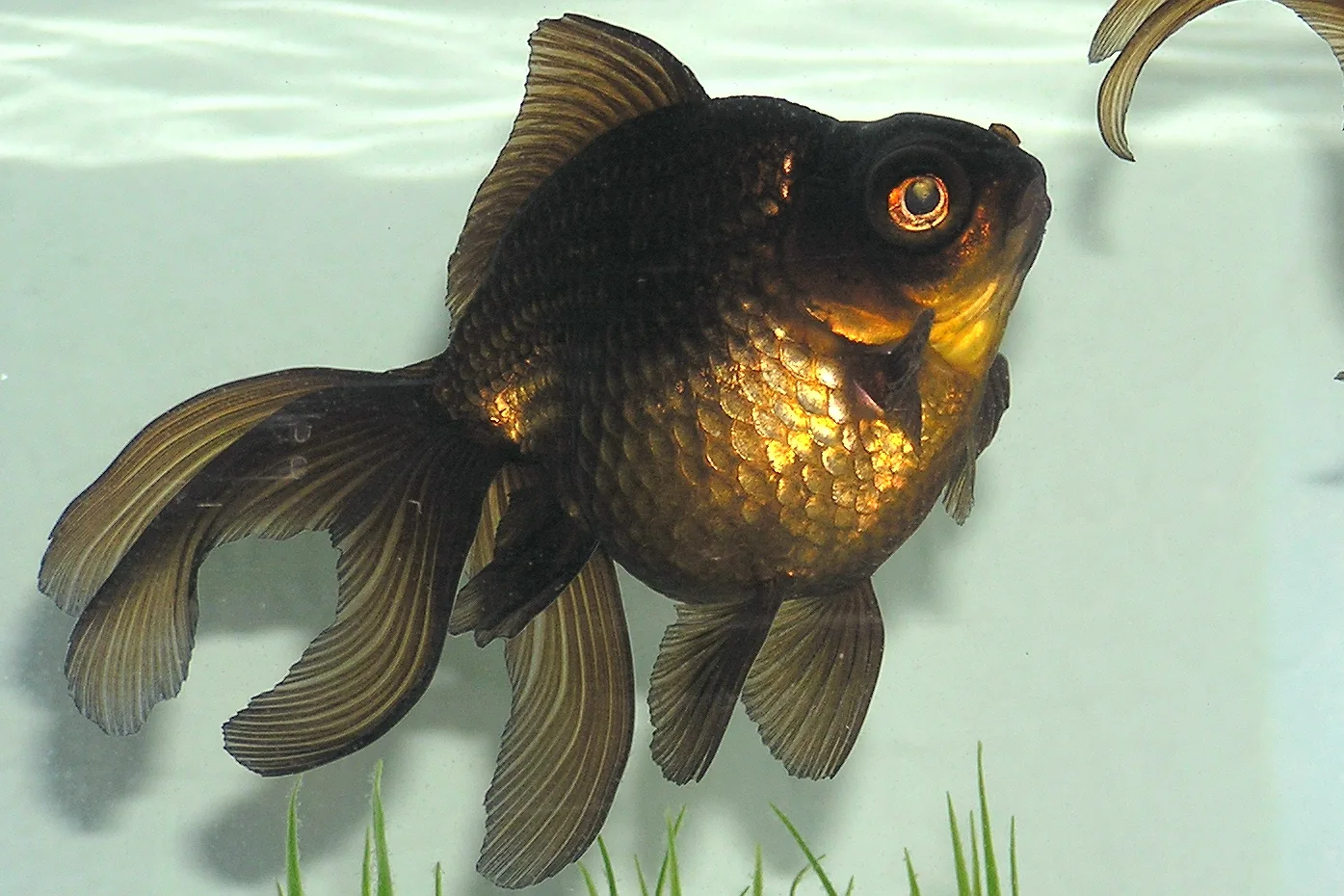 A black moor goldfish in profile, black over the back, head and fins, with a broad patch of metallic bronze across the flank and belly