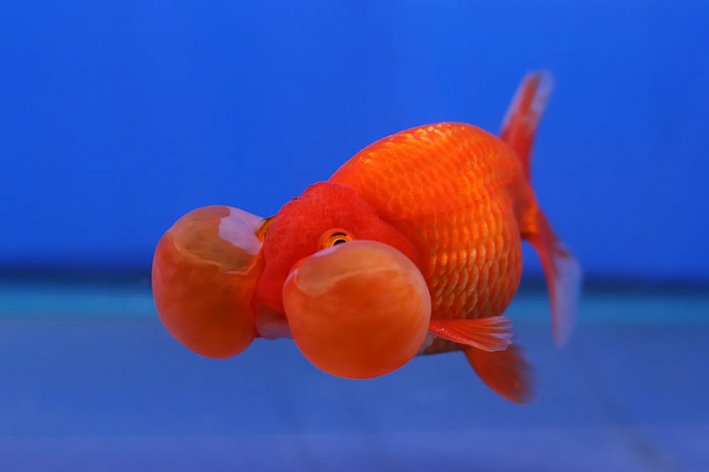 An orange bubble eye goldfish in profile against blue water, the two fluid-filled sacs hanging beneath its eyes and almost as wide as its head