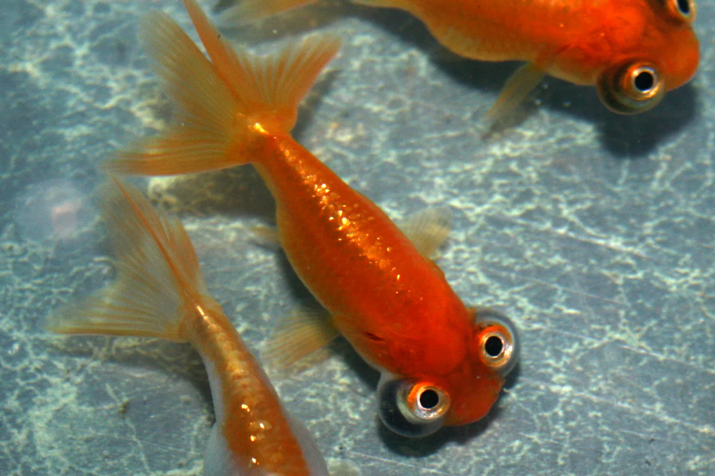 Several celestial eye goldfish seen from above in a shallow tank, the nearest one filling the frame with both eyes turned permanently upward