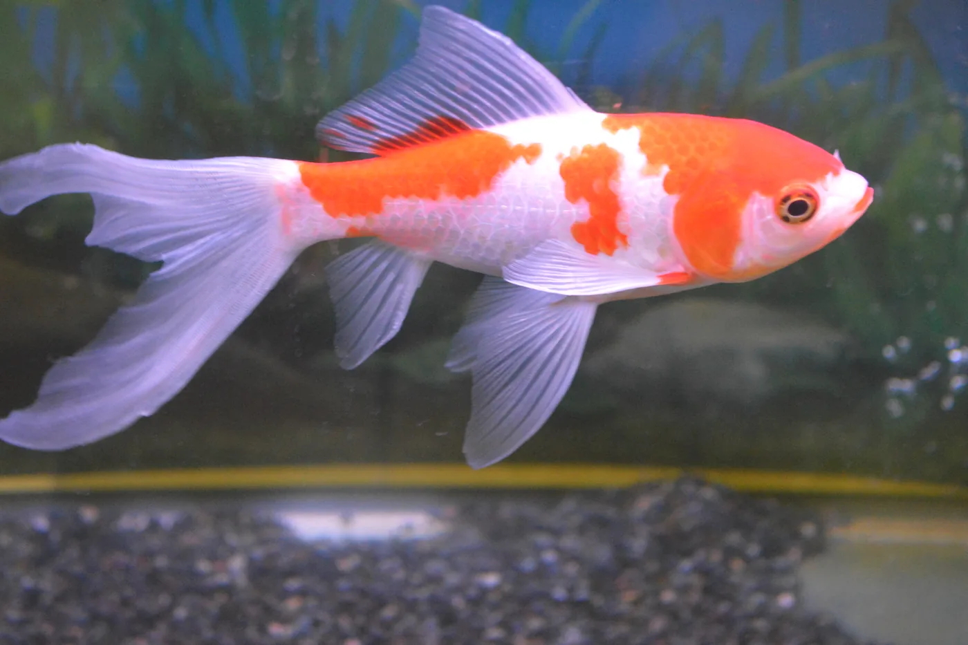 A red and white comet goldfish in profile, showing the slim body and the long, deeply forked single tail
