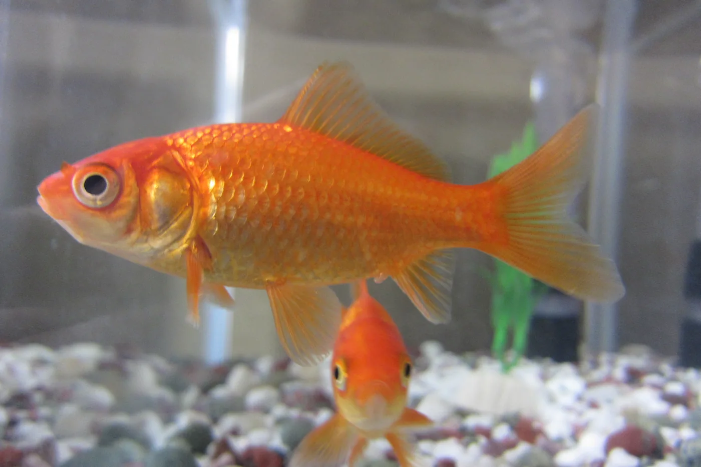 An orange common goldfish in profile above pale gravel, showing its slim body and short single tail