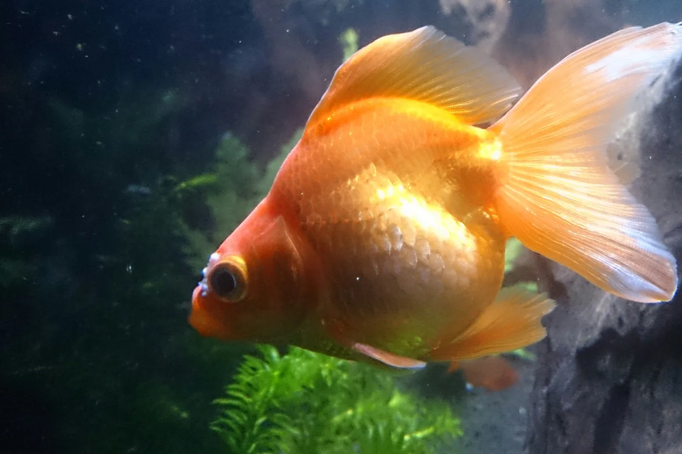 An orange fantail goldfish, its egg-shaped body carrying a divided tail spread behind it