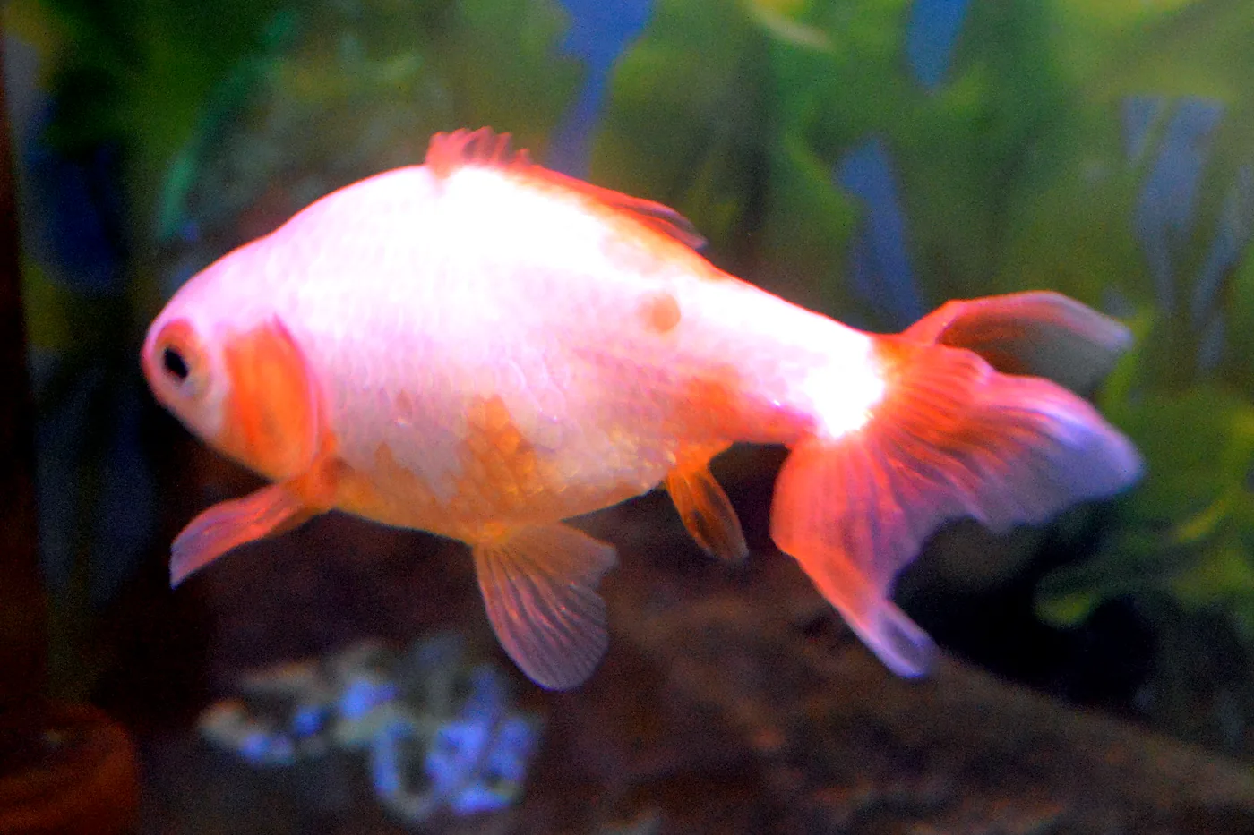 A jikin goldfish seen side-on in a planted tank: a white body with red on the gill covers and every fin, a full dorsal fin on a smooth back, and a broad red tail