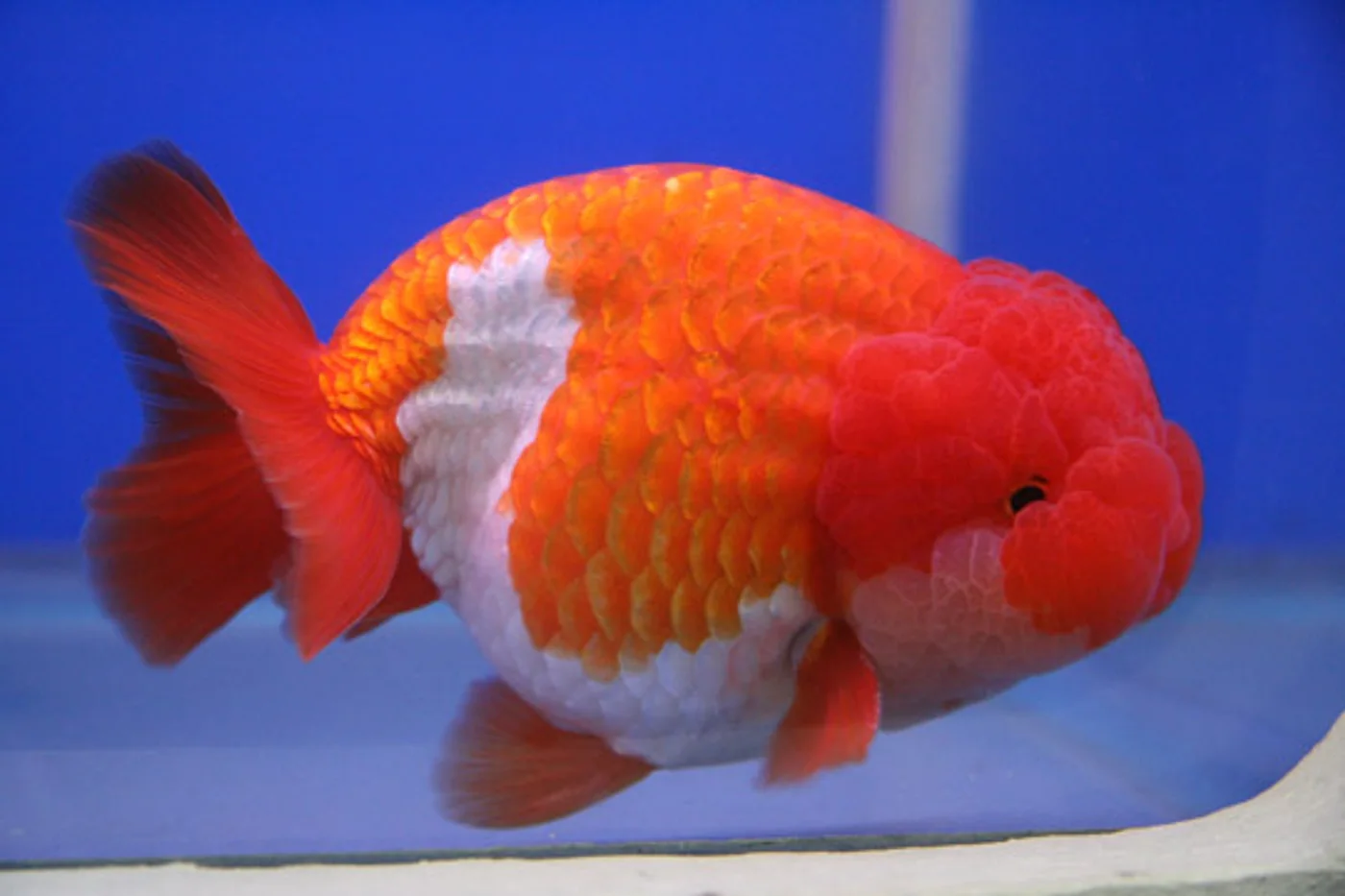 A red and white lionchu in profile against a blue ground: a deep, rounded body with a broad arched back and no dorsal fin, a short tail set steeply, and a large, bubbly red wen over the head and cheeks