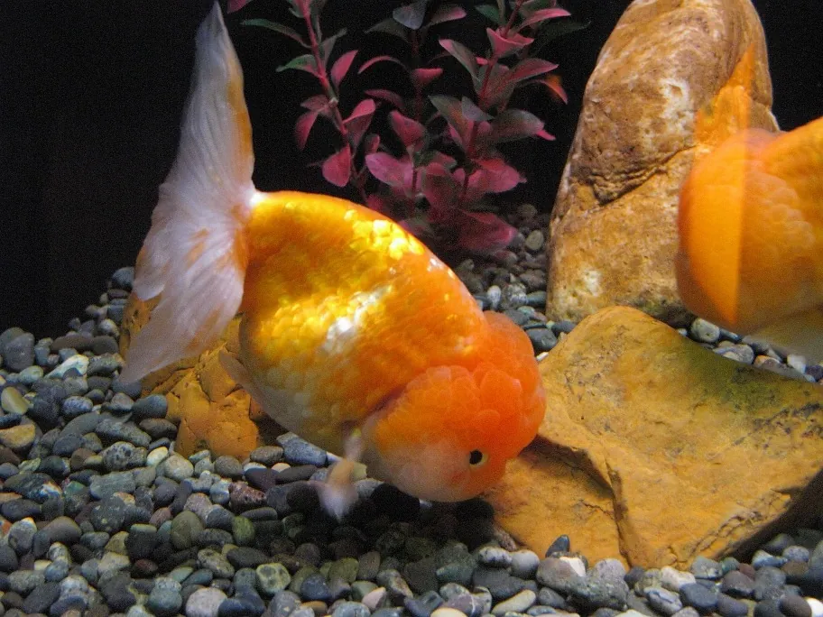 A gold lionhead goldfish nosing into dark gravel, a raspberry-textured orange hood over its head and cheeks, its back running smooth from the hood to a raised tail