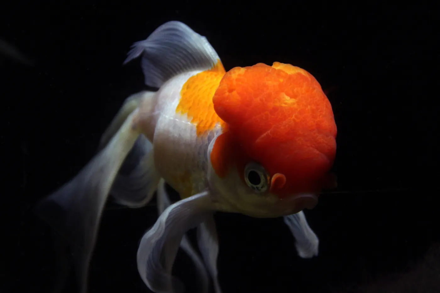 A red-cap oranda goldfish against black water: a white body with an orange saddle, a deep orange raspberry-textured hood, long white fins and a raised dorsal fin