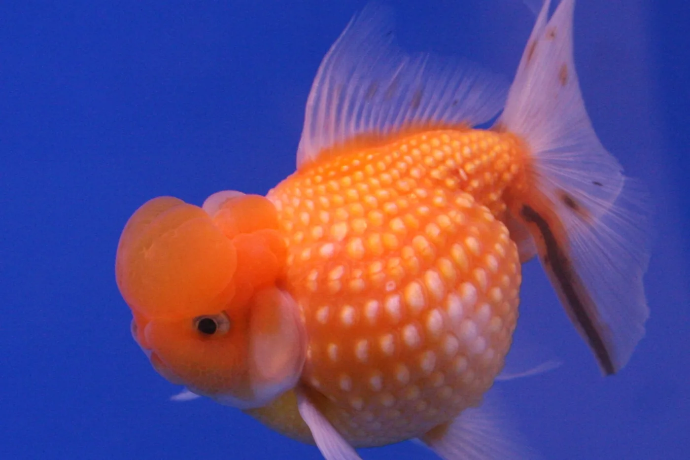 A Crown Pearlscale goldfish, its rounded orange body covered in domed, pearl-like scales and its head carrying several large smooth bubbles
