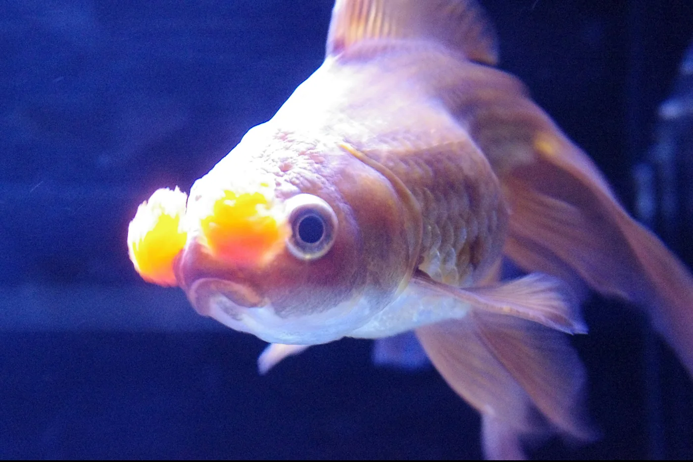 A pompom goldfish close to the glass against a dark blue ground: a pale, pinkish body with a dorsal fin, and two bright yellow pompoms, the fleshy bouquets grown from the nostrils, standing out in front of its eyes