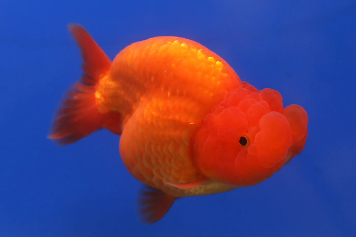A red ranchu goldfish against blue water, showing the arched back with no dorsal fin and the heavy head growth