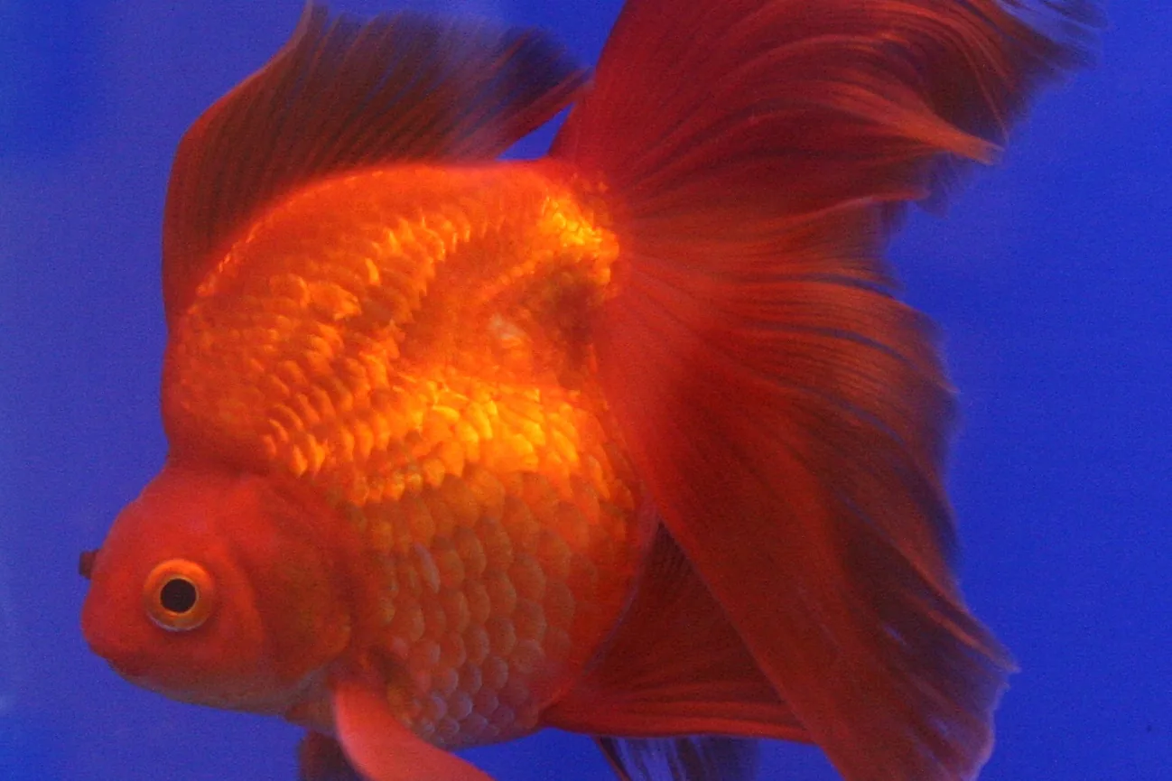 A red ryukin goldfish, showing the steep shoulder hump rising behind the head and the long flowing tail