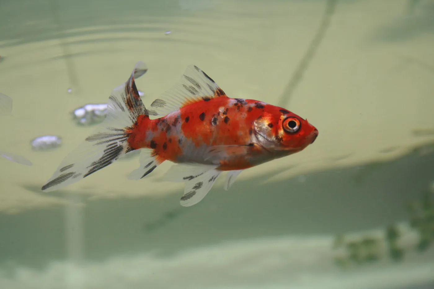A calico shubunkin goldfish in profile, its red, black and white mottling carried on a slim single-tailed body, with no blue in the pattern