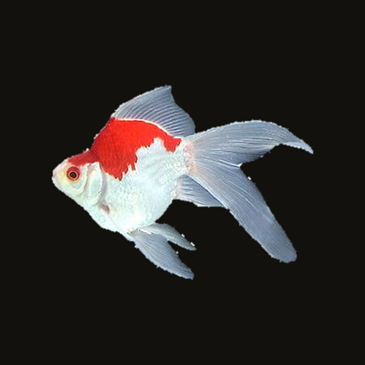 A tamasaba goldfish cut out and set on black: a deep, rounded white body with a red patch over the shoulders, a tall dorsal fin, and one long, sweeping, pale tail rather than two