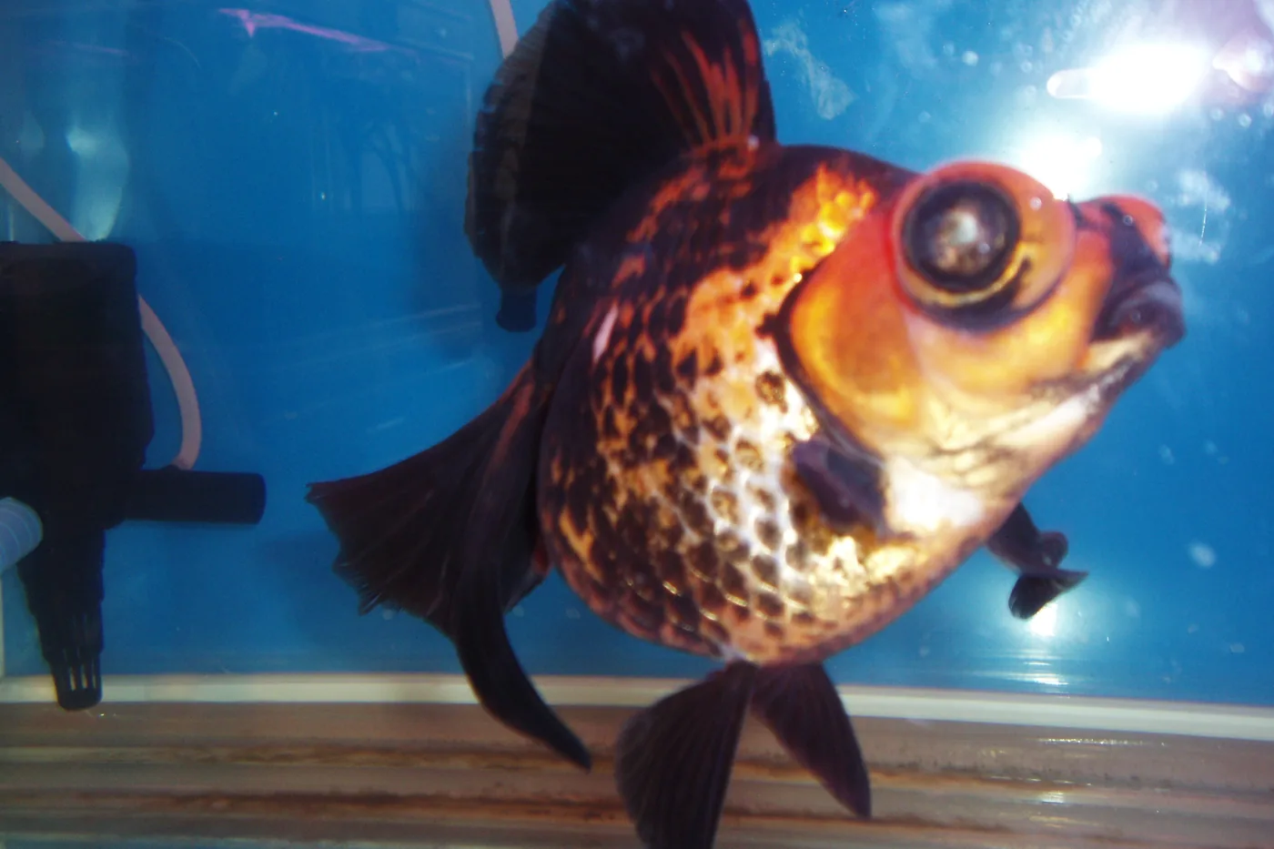 A calico telescope goldfish, its eyes projecting on short stalks from the sides of its head