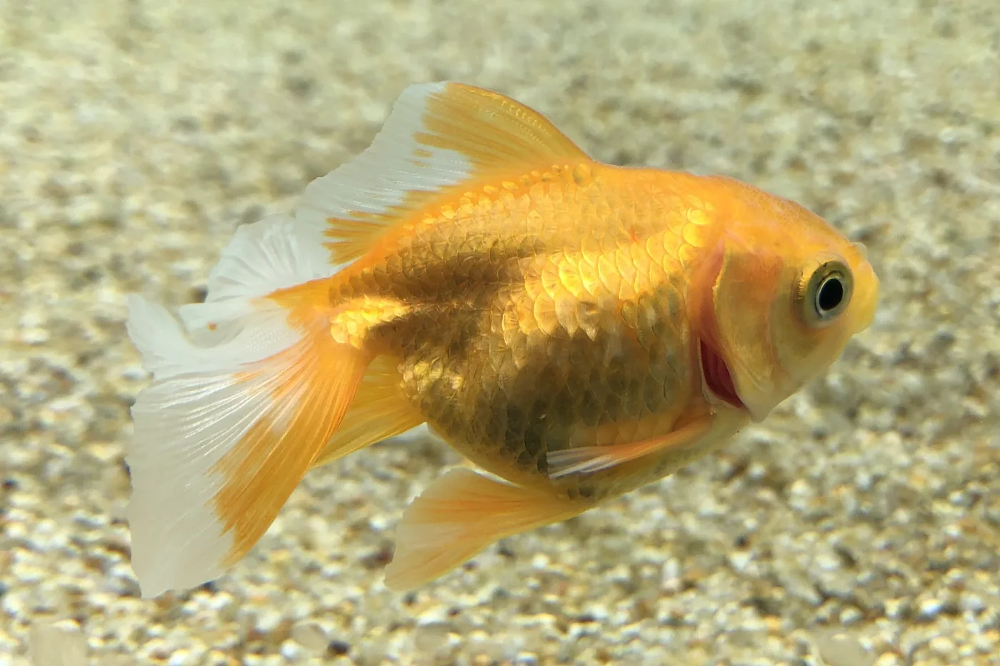 A golden tosakin seen side-on over pale gravel: a short, rounded body with a dorsal fin, and a very large tail edged in white, spread wide behind it