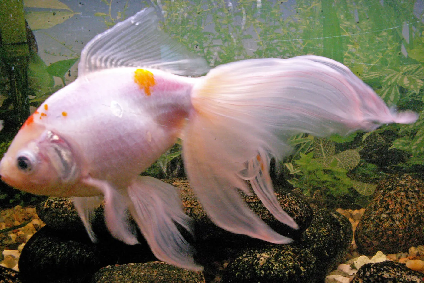 A pale veiltail goldfish, its long trailing tail divided into pointed lobes rather than falling as one square-edged sheet