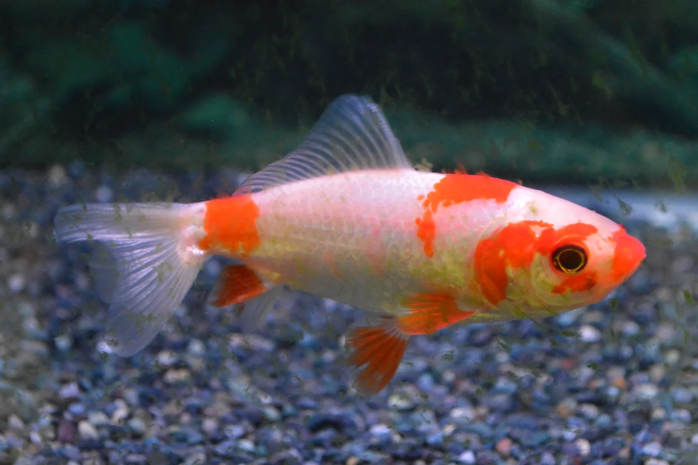 A red and white wakin goldfish above gravel, showing the streamlined body and the divided tail that separates it from a common goldfish