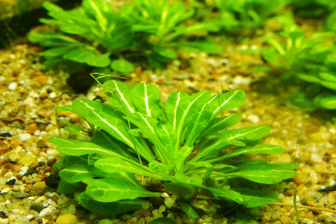 Several bright green rosettes of water pimpernel rooted in pale aquarium gravel