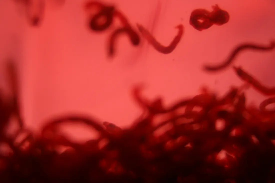 Live bloodworms, deep red and thread-thin, curled in water