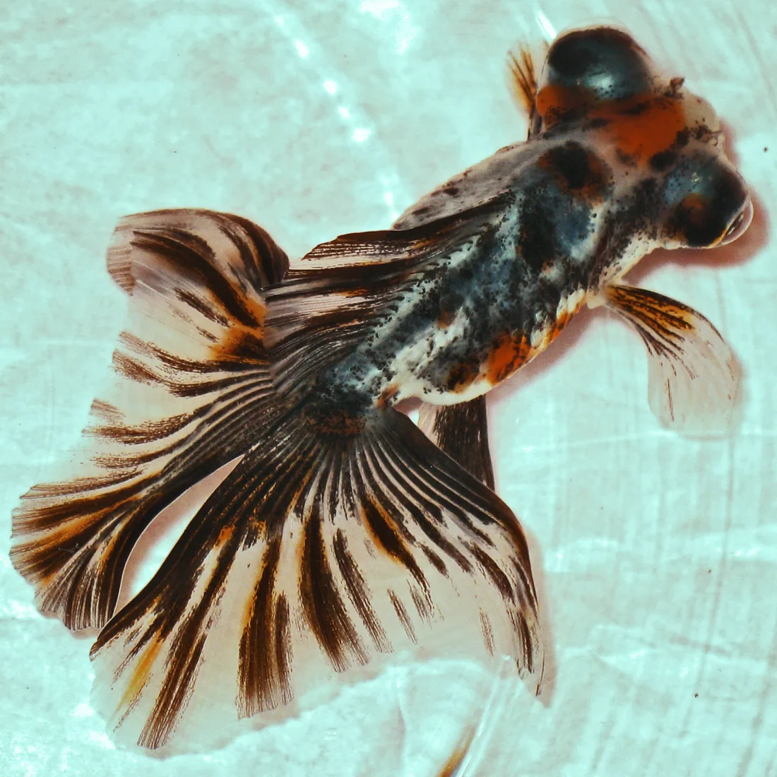 A calico butterfly-tail telescope goldfish seen from directly above in shallow water: protruding telescope eyes at the top right, a mottled black, orange and white body, and a tail opened wide and flat in two broad lobes streaked with dark rays