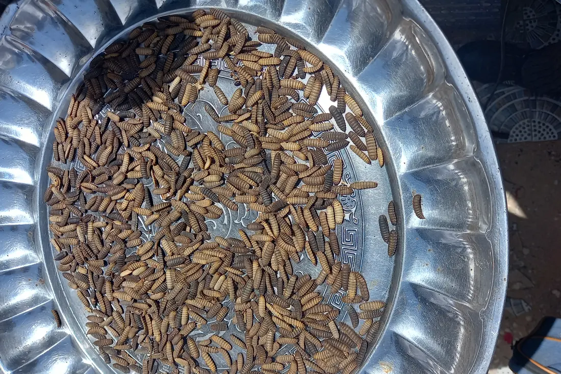A metal dish filled with small dried fish-food granules