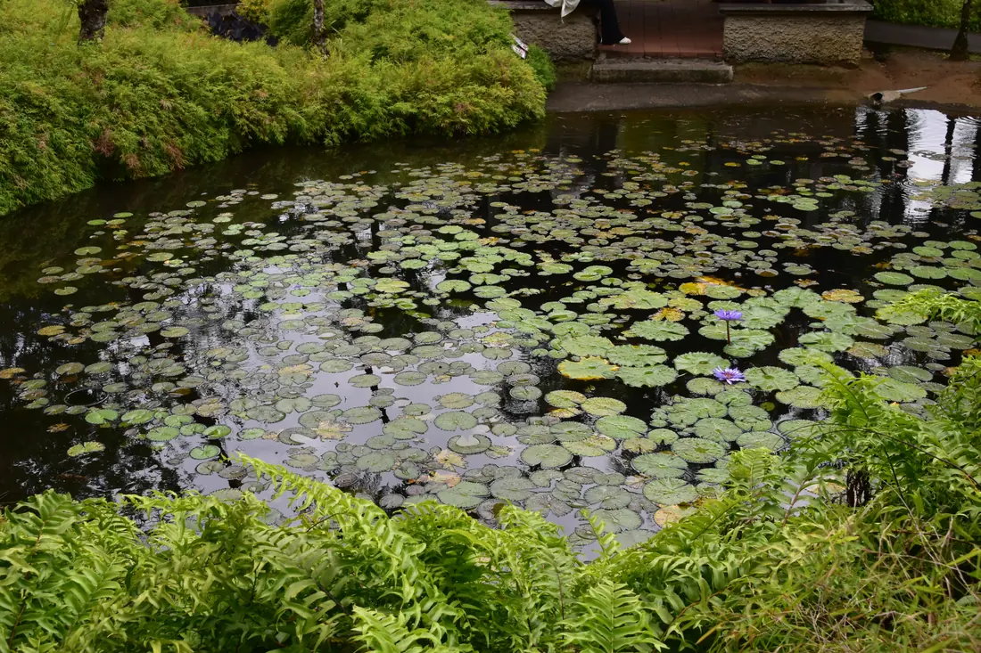 An ornamental garden pond covered in water lily pads, edged with ferns and dense marginal planting