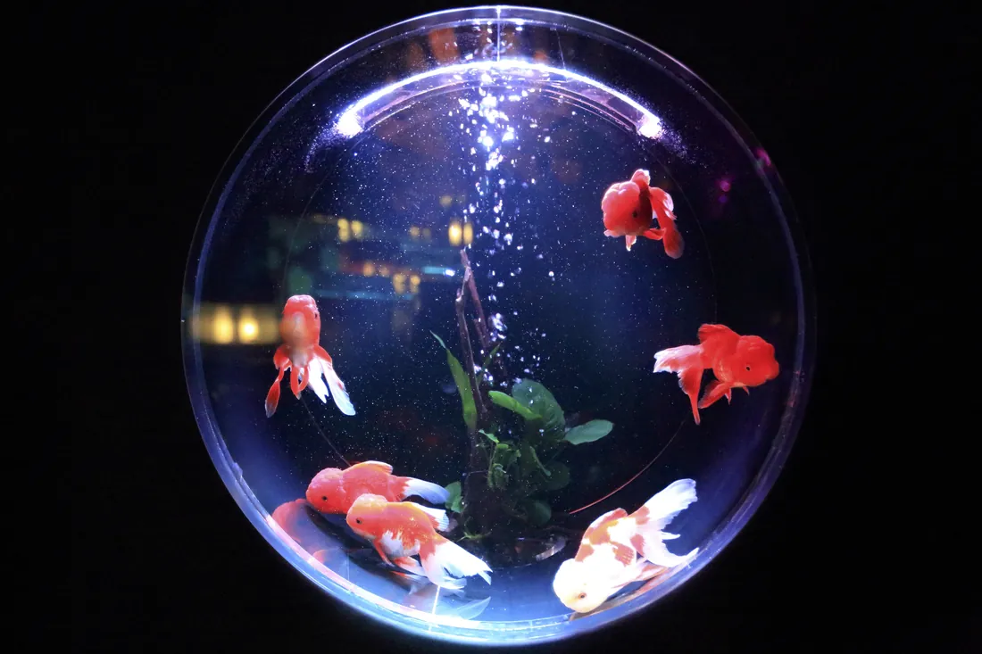 A spherical glass bowl lit against a black background, holding about six red and white fancy goldfish, a small plant and a stream of air bubbles