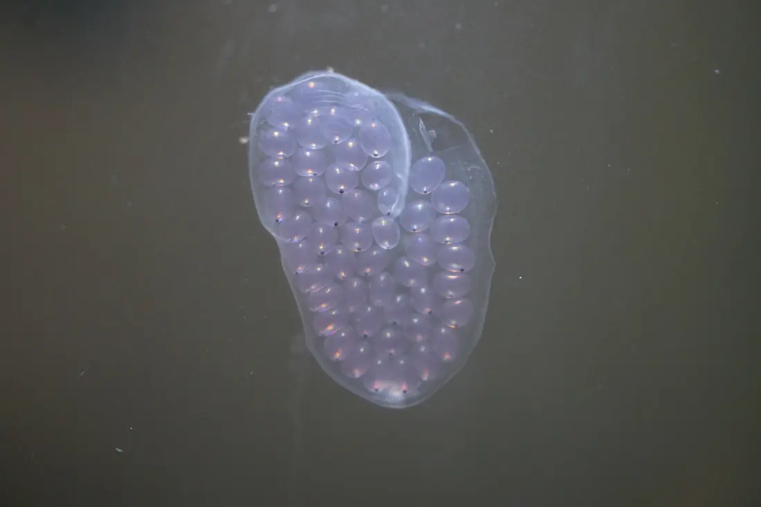 A translucent jelly clutch of ramshorn snail eggs, with dark specks inside showing the formed young