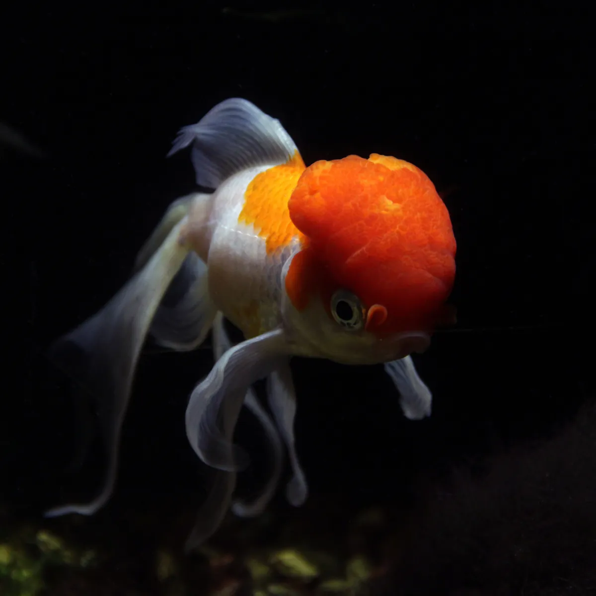A red-cap oranda goldfish swimming towards the camera out of black water, its white fins trailing and its orange hood lit from above