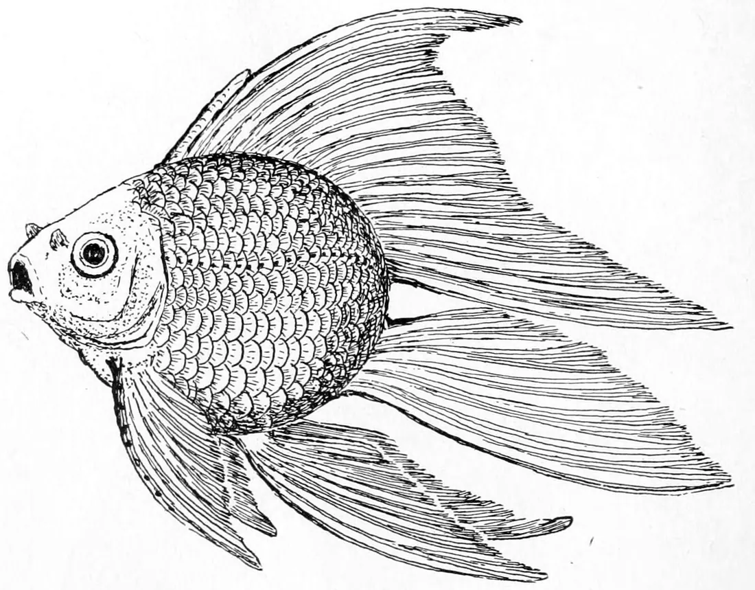 An ink drawing of a deep-bodied goldfish with no tail fin, its dorsal and anal fins greatly elongated and streaming behind the body